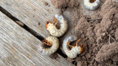Майский жук и его личинки: как бороться с вредителем