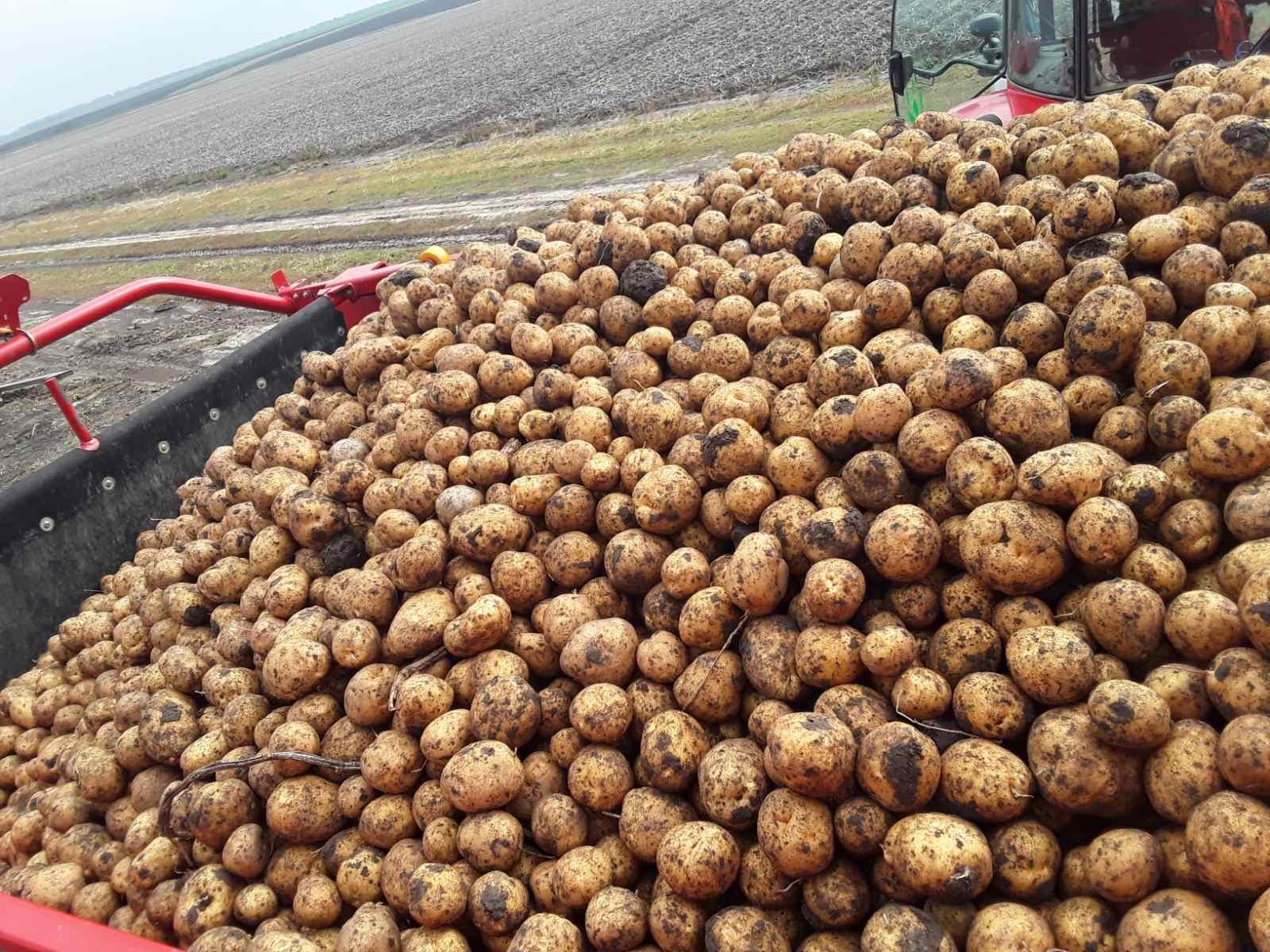 Посадка картофеля – традиционные и альтернативные способы
