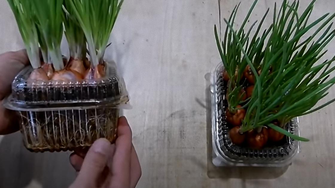 Как вырастить лук на подоконнике в земле зимой