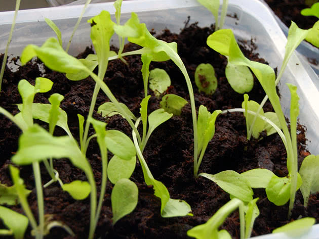 Зелень на подоконнике: выращивание на подоконнике