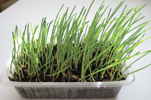 Огород на подоконнике. Как легко вырастить лук, кресс-салат и петрушку