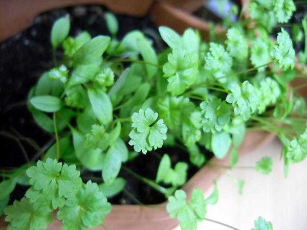 5 видов зелени, которые легко вырастить на подоконнике