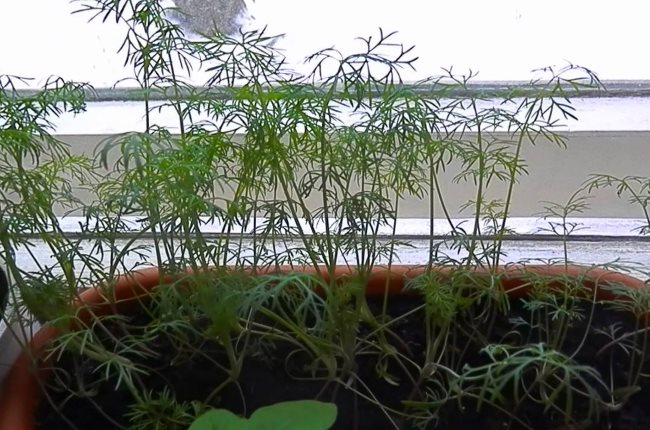 Как выращивать укроп на подоконнике, чтобы получить ароматную и пышную зелень дома