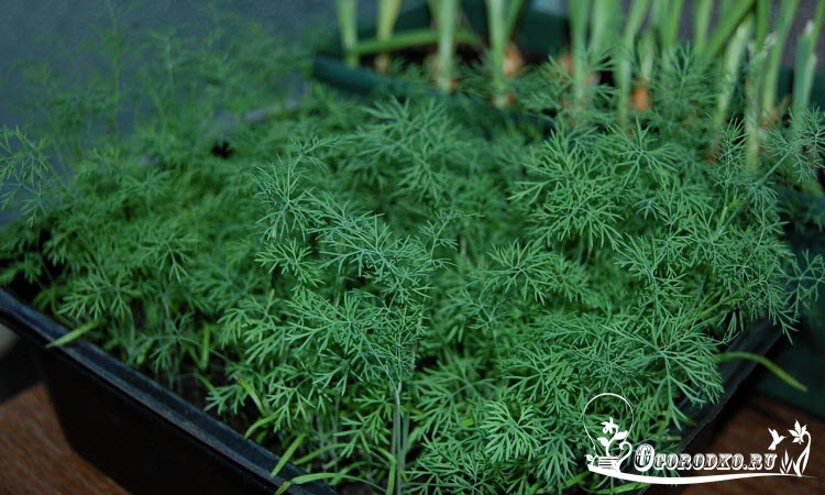 Как выращивать укроп на подоконнике, чтобы получить ароматную и пышную зелень дома