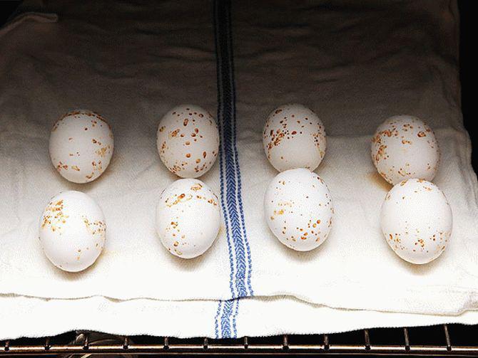 Как сварить яйца, чтобы они легко чистились