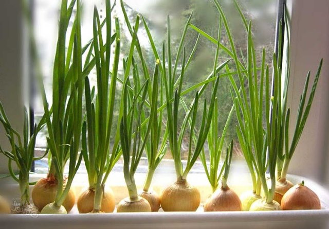 Как вырастить зеленый лук на подоконнике дома