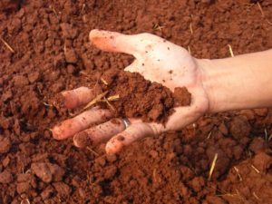 Глинистая почва: достоинства и недостатки