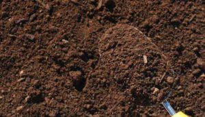 Глинистая почва: достоинства и недостатки