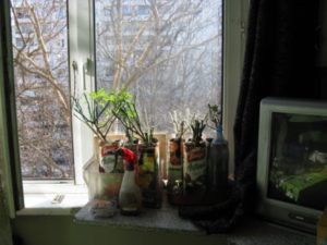 Как сохранить саженцы гортензии до весны: в квартире и подвале