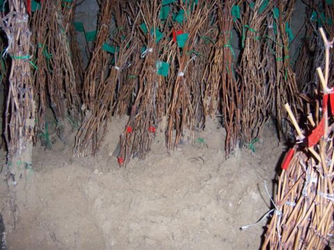 Надежные способы хранения саженцев плодовых деревьев на протяжении всей зимы до посадки