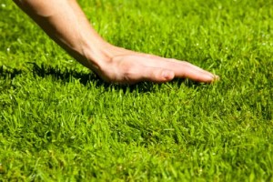 Газонная трава: как выбрать семена, как посадить и как ухаживать. Сажаем идеальный газон