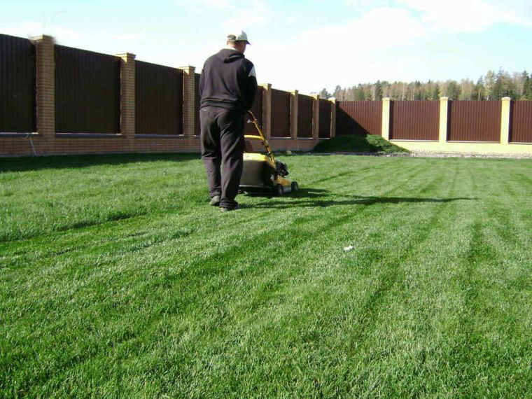 Газонная трава; идеальный вариант против сорняков на даче