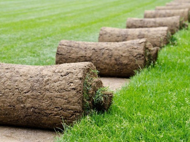 Газонная трава; идеальный вариант против сорняков на даче