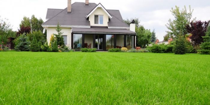 Трава для газона: декоративные сорта, советы по укладке и идеи применения газона в ландшафтном дизайне (160 фото)