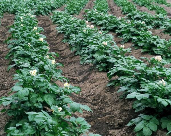 Как правильно проращивать картофель для посадки весной