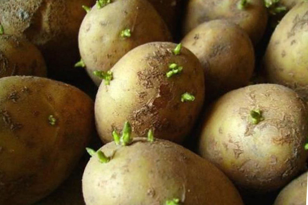 Как правильно проращивать картофель для посадки весной