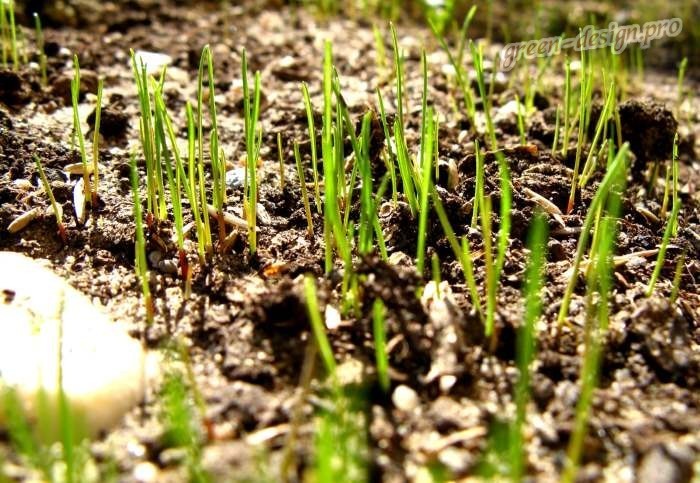 Как посадить газон: инструкция для новичка