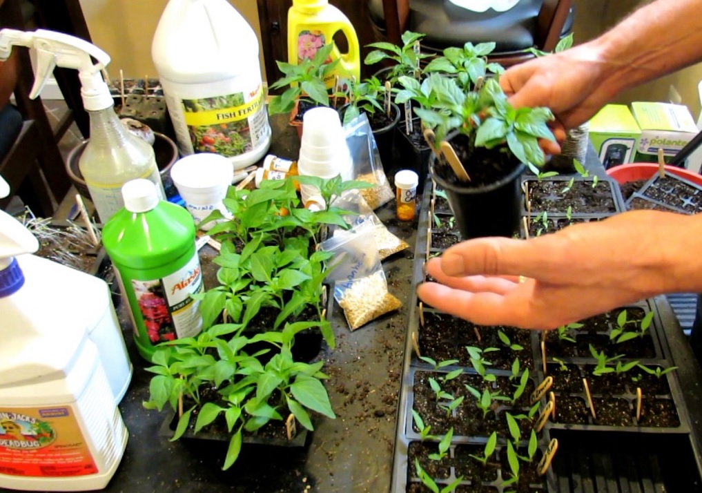 Луковая шелуха и ее применение при выращивании садовых, огородных и комнатных культур