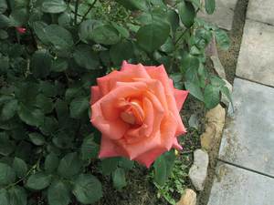 Чайно-гибридные розы: посадка и уход