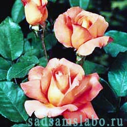 Розы чайно-гибридные, описание, фото, сорта и виды, условия выращивания, болезни и вредители
