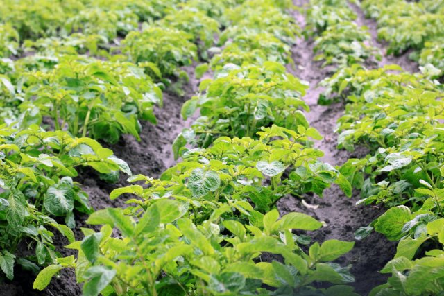Посадка картофеля в июне: все плюсы и минусы данного способа выращивания