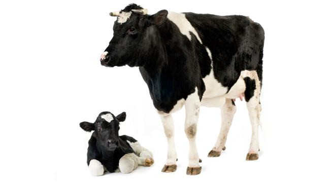 Как варить молозиво коровье