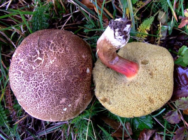 Моховик; описание, как выглядит гриб с фото; польза, вред, противопоказания; использование в кулинарии