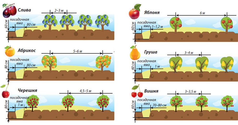 Как правильно сажать плодовые деревья