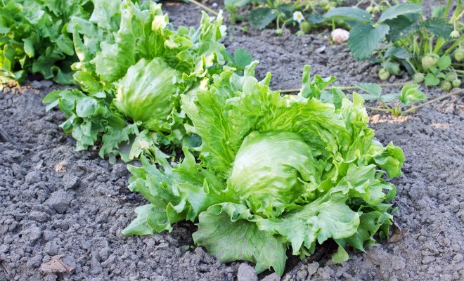 Правила выращивания зелени салата на домашем подоконнике