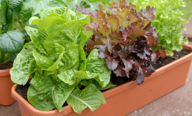 Вырастить салат зимой на подоконнике? Легко