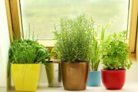 Правила выращивания зелени салата на домашем подоконнике
