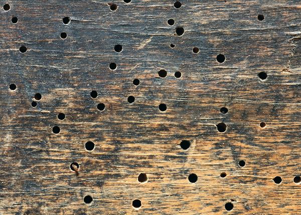 Как спасти деревянный дом от жука-древоточца: советы специалиста