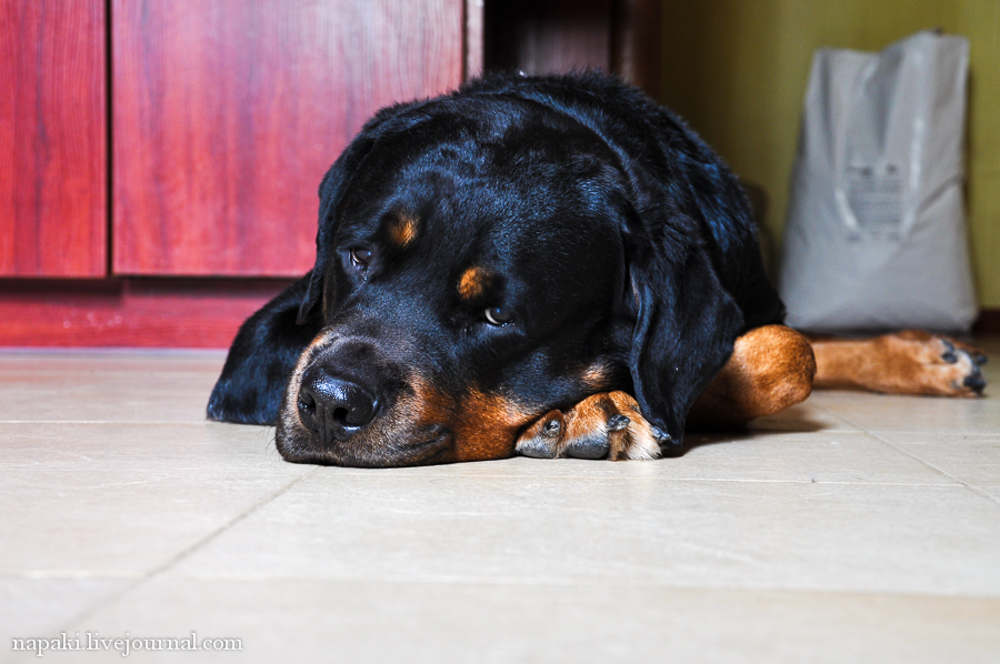 Как избавиться от шерсти собаки в квартире — фото и советы
