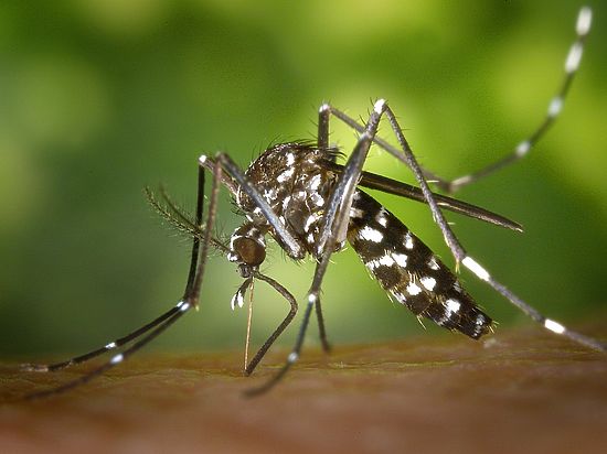 Народные репелленты: как спастись от комаров