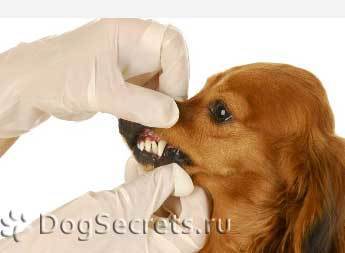 Как избавиться от запаха псины или что делать, если собака плохо пахнет