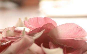 Лепестки роз – описание с фото цветка; его лечебные свойства и противопоказания; польза и вред; применение в кулинарии и лечении (с рецептами)