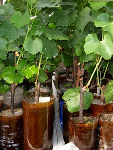 Хранение черенков (чубуков) винограда