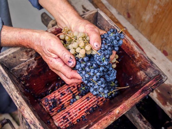 Как самостоятельно сделать дробилку для винограда