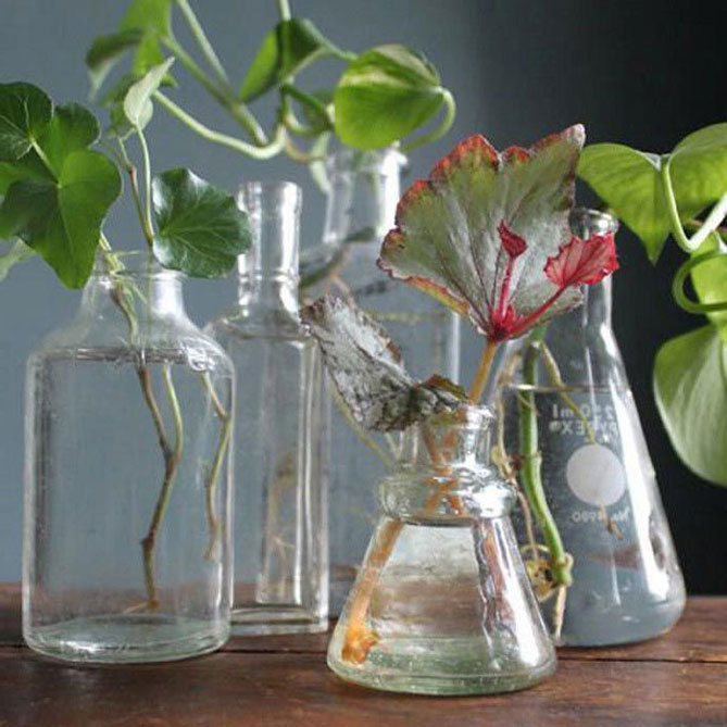 Янтарная кислота – применение для растений