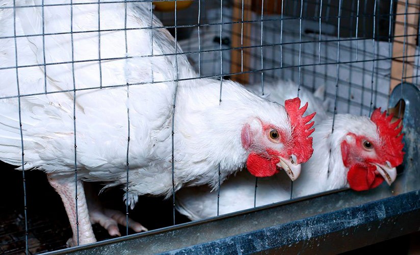 Клетка для содержания бройлеров: как собрать дом для кур и цыплят в домашних условиях