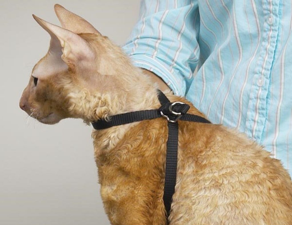 Шлейка для собаки своими руками: выбор материала, пошаговая инструкция изготовления