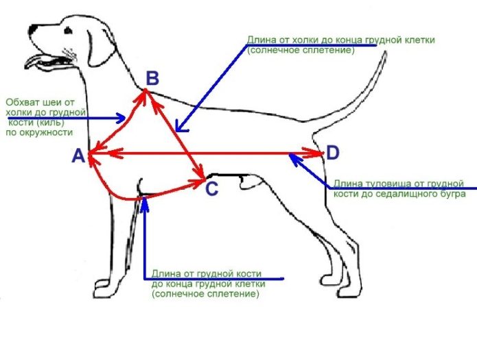 Шлейка для собаки своими руками: выбор материала, пошаговая инструкция изготовления