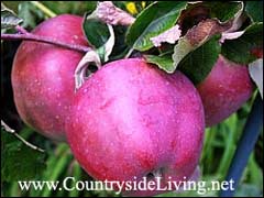 Яблочный уксус: рецепты и полезные свойства