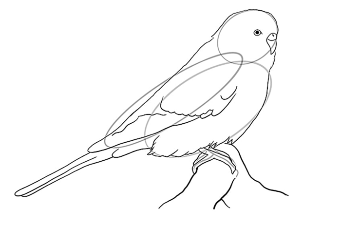 рисунок волнистого попугая 6