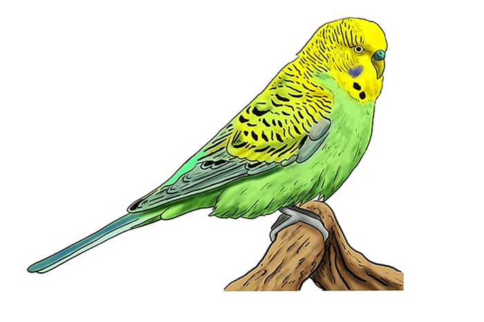 рисунок волнистого попугая 12