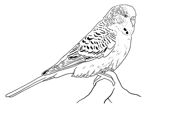рисунок волнистого попугая 7