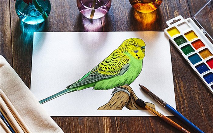 как нарисовать волнистого попугая 2