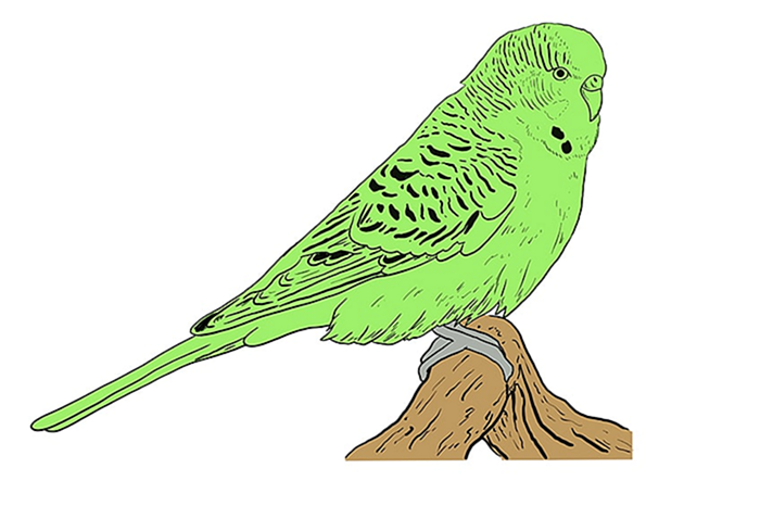рисунок волнистого попугая 9
