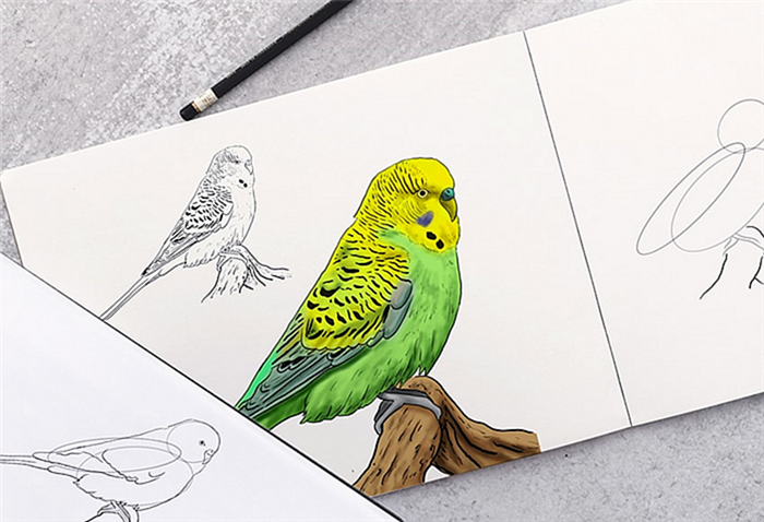 как нарисовать волнистого попугая