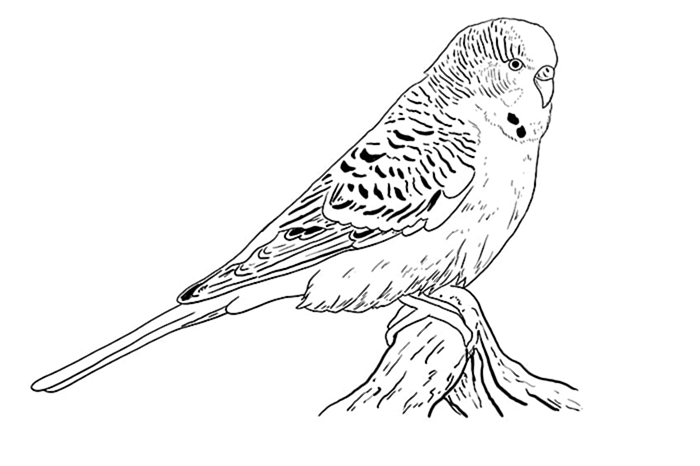 рисунок волнистого попугая 8